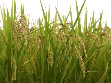 その他の防犯カメラ